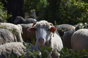 merinos