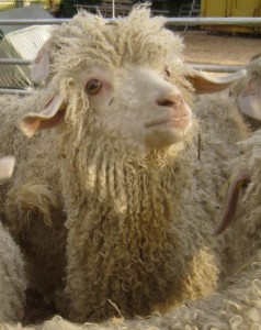 chèvres angora